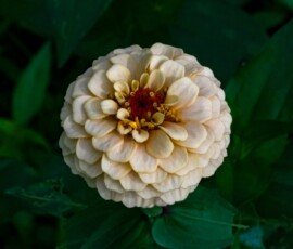 Zinnia flower