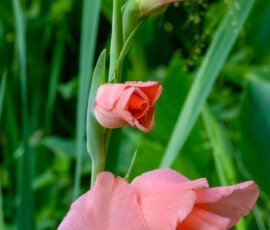 Gladiolus