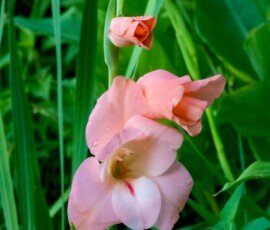 Gladiolus