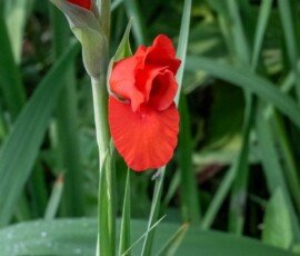 Gladiolus