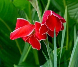 Gladiolus 'Atom' flower