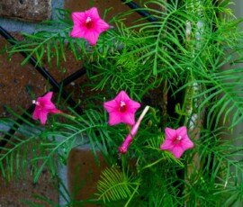 Cypress vine