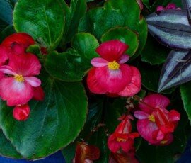 Wax Begonias