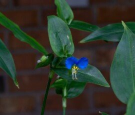 Asiatic Dayflower (Commelina communis)