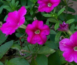 Neon Rose Petunias