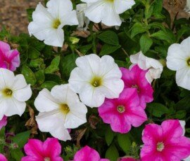 Petunia flowers