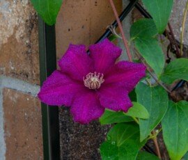 Clematis flower