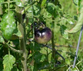Purple tomato