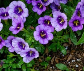 Garden petunia