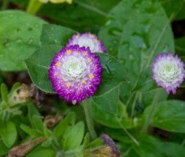 Audray Bicolor Rose Gomphrena
