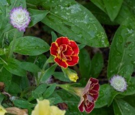 Garden petunia