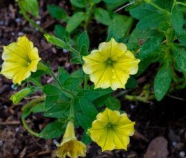 Garden petunia