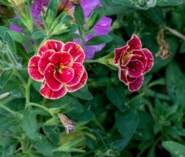 Superbells® Double Redstone™