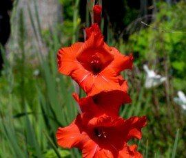 Gladiolus