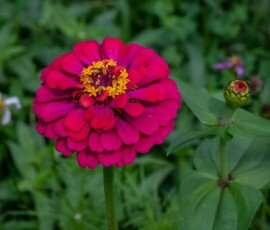 Zinnia flower