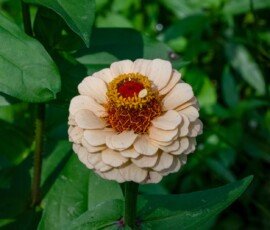 Zinnia flower
