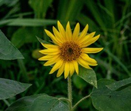 Downy Sunflower