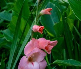 Gladiolus