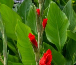 Gladiolus
