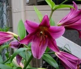 trumpet lily