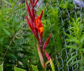 Indian shot (Canna indica)