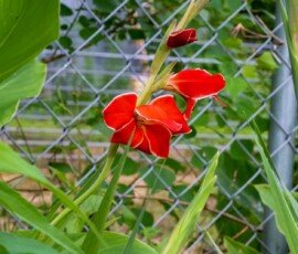 Gladiolus 'Atom' flower