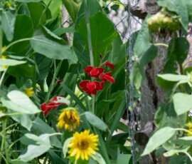 Gladiolus 'Atom' flower & Sunflowers