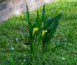yellow Calla Lilies