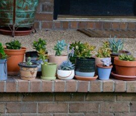 Patty's succulent collection
