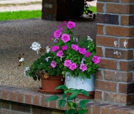Geranium & petunias