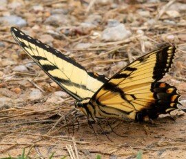 Eastern Tiger Swallowtail butterfly (Papilio glaucus)