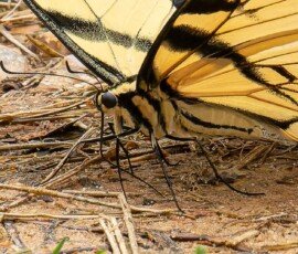 Eastern Tiger Swallowtail butterfly (Papilio glaucus)