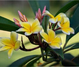Frangipani (Plumeria rubra)