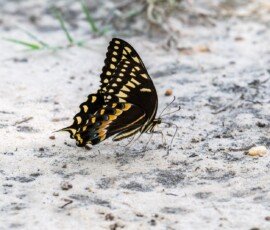 Palamedes Swallowtail butterfly (Papilio palamedes)