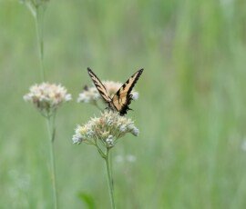 Eastern Tiger Swallowtail butterfly (Papilio glaucus)