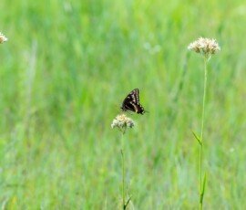 Palamedes Swallowtail butterfly (Papilio palamedes)
