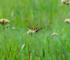 Eastern Tiger Swallowtail butterfly (Papilio glaucus)