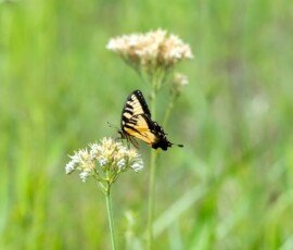 Eastern Tiger Swallowtail butterfly (Papilio glaucus)