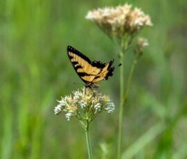 Eastern Tiger Swallowtail butterfly (Papilio glaucus)