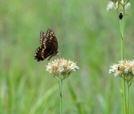Palamedes Swallowtail butterfly (Papilio palamedes)