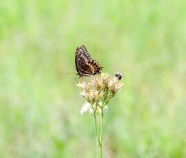 Palamedes Swallowtail butterfly (Papilio palamedes)