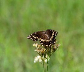 Palamedes Swallowtail butterfly (Papilio palamedes)