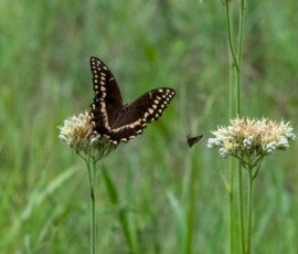 Palamedes Swallowtail butterfly (Papilio palamedes)