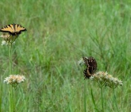 Eastern Tiger Swallowtail &amp;amp; Palamedes Swallowtail butterflies