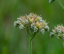 Spiritweed (Lachnanthes caroniniana)