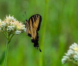 Eastern Tiger Swallowtail butterfly (Papilio glaucus)