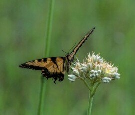 Eastern Tiger Swallowtail butterfly (Papilio glaucus)