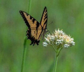 Eastern Tiger Swallowtail butterfly (Papilio glaucus)