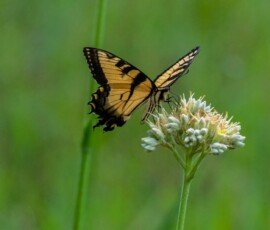 Eastern Tiger Swallowtail butterfly (Papilio glaucus)