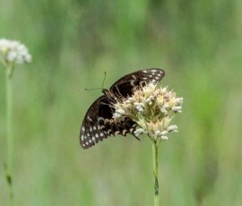 Palamedes Swallowtail butterfly (Papilio palamedes)